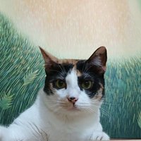 Bagre | Cismu π΅ (@lcismu) 's Twitter Profile