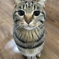 Papa Cheems (@papacheemster) 's Twitter Profile