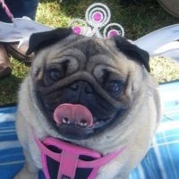 Suzanne/🇦🇺 (@aussie_girl00) 's Twitter Profile