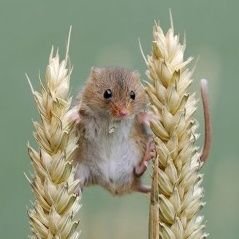 metbachi00's profile picture. 메인 트윗, 타래 확인 필수 / 선입금 ❌️ / 수고비 ⭕️ / 옾챗 : 
https://t.co/Y3TQFJnO32  / #멧밭쥐네_댈티_솔직후기 에서 후기를 보실 수 있습니다! // 디엠 확인 어렵습니다 옾챗주세요!