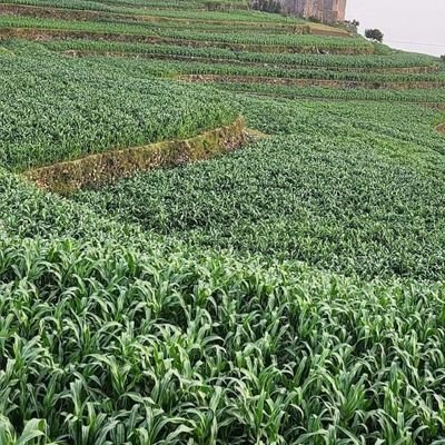 bladalrbaw43297's profile picture. 