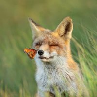 Fuks (@zerotricksgiven) 's Twitter Profile