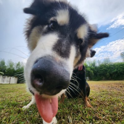 WennekesHerold's profile picture. 