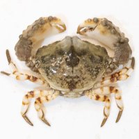 るせんか (@k2cancer) 's Twitter Profile Photo