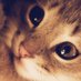 onokatio (@_onokatio) Twitter profile photo onokatio (@_onokatio) Twitter profile photo