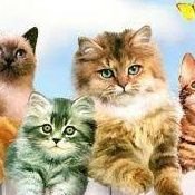 •Best group of Cat Lovers! Follow us for trendy updates of cat. DM us for featuring your cat things
