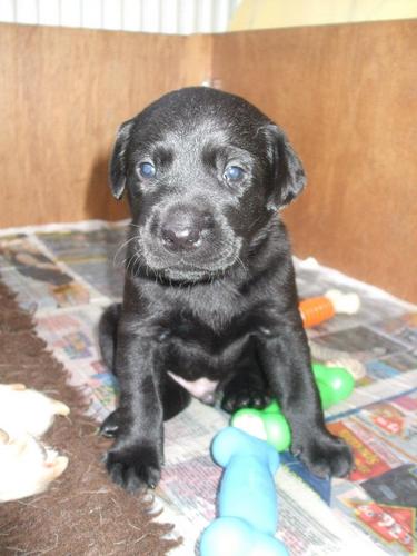 pennyparker4's profile picture. puppy walker for guide dogs