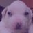 surprisedpurple's profile image