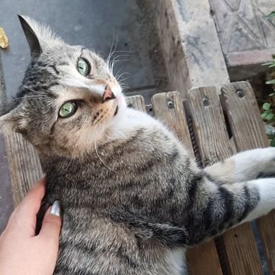 -نقش خودتو بازی کن:)!