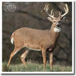 TrophyHunterUS's profile picture. 2012 is going to be the most exciting year for hunters in the U.S and Canada. Our aim is to promote hunting and a few hunters to a new level!