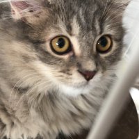 エス@Ado HibanaS (@esunoadoaka) 's Twitter Profile
