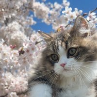 てのり (@otns3ys2jul4m96) 's Twitter Profile Photo