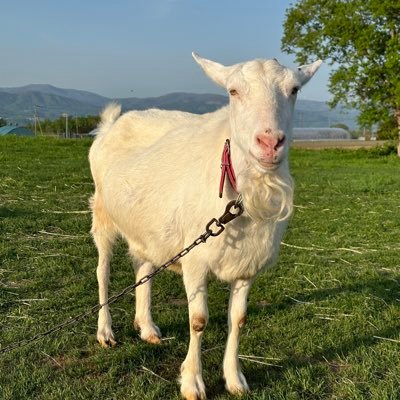 Y_Zeiss564_16's profile picture. 21です! 最近は見る専。 ゲームもあまり🥲 オタクです😆