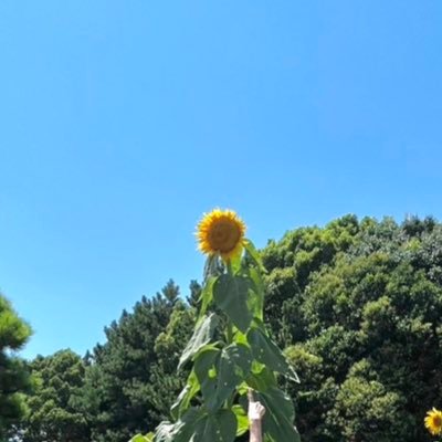 qJ89iyzlkA42995's profile picture. 臨検 国試合格・就職に向けてモチベ上げてくぞー