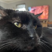 scribegirl (@calmasacuke) 's Twitter Profile