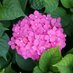 Beautiful Flowers (@nature21789) Twitter profile photo Beautiful Flowers (@nature21789) Twitter profile photo