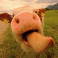 ❤️🚨 knopfsemmelchen's 📯🤡 Satire-Comedy-██🇩🇪█ (@knopfsemmelchen) 's Twitter Profile Photo