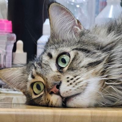 kwangz1503's profile picture. ติ่งโพซ้าย 
ฝ้าย พีรญา
อิงฟ้า วราหะ
หลิงหลิง คอง