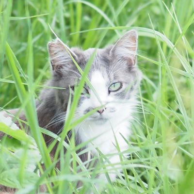 写真が好きです。令和4年の春にカメラを始め、主にポートレートを撮影したり鑑賞しています。Canon eos R6II, SIGMA 85mm f1.4 DG HSM Art, 50mm f1.4 EX DG HSM