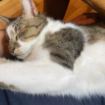 RYg06's profile picture. 大学4年/銀杏亭上駒(元阪大落研 )/サンティアゴ