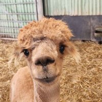 Just Another Fitbaw Guy (@scottishhoofbaw) 's Twitter Profile