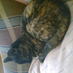 carlos eduardo h (@mancat_) Twitter profile photo carlos eduardo h (@mancat_) Twitter profile photo