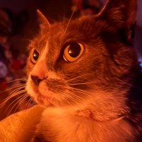 babey jeff (@prettykittyjeff) 's Twitter Profile Photo babey jeff (@prettykittyjeff) 's Twitter Profile Photo