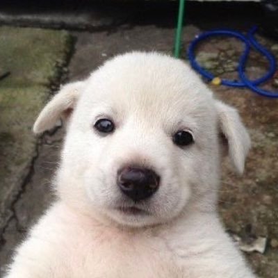 myganadi's profile picture. 