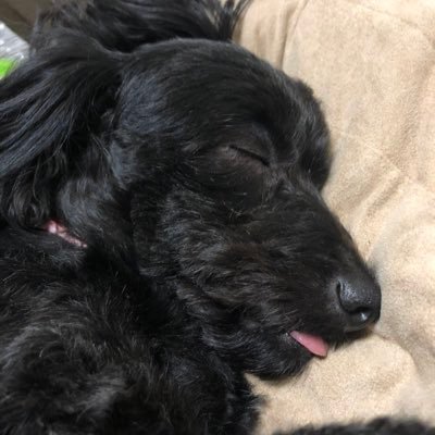 DBD12289_Mobile's profile picture. 主にDBD・モンハンやってます。DBD好きの人やモンハン好きの人ににじゃんじゃんフォローしますのでよろしくお願いします！ 至らないところもあるかと思いますが、温かい目で見守ってください… 基本的に朝やってます！#DBD #DeadbyDaylight #モンハンワイルズ #MHWilds