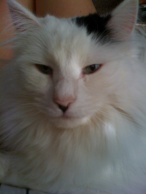 KittyAllure's profile picture. Some babies are sassy and have four paws.