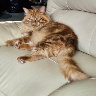 lana_dtx's profile picture. Cat lover 🐈‍⬛
Writer 📜
AuDHD 🎉
Clinical Psychology MSc, BSc👩‍🎓
Medicine/research 💊 
Mummy to 7 beautiful kitties