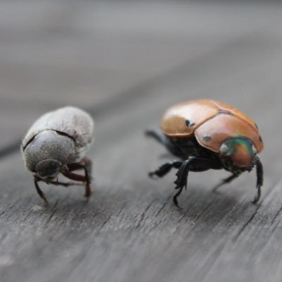 KCDC96's profile picture. Sustainable abundance for all! 🇺🇸I am Charlie Kirk!🇺🇸