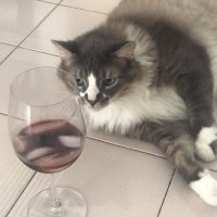 Luis Hernández Huizzi (@luiseduardohh) 's Twitter Profile