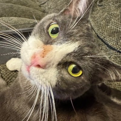 iAmCheckM8's profile picture. Just a nerd doing nerd things. | Single | She/Her | 18 yo | ✨🫶✌︎ And the cat in my profile is mine, his name is Bogie!