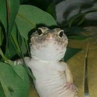 Lizzy The Lizard (@lizzycto) 's Twitter Profile