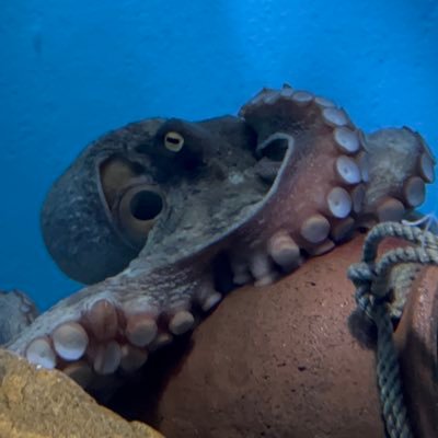 EvanUnit_01's profile picture. カス