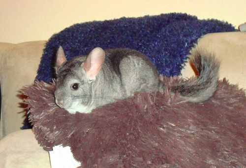 shfluff's profile picture. I am a shtiny chinchilla, adopted by my clazy mama on October 8th, 2011. I don't know why she created this for me, I only just started learning to type.