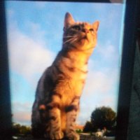 demekamek (@kemelroan2) 's Twitter Profile