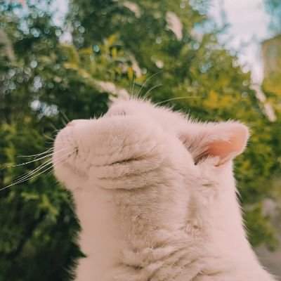 sioxey Profile