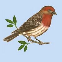 Tillamook (@tillamook) 's Twitter Profile