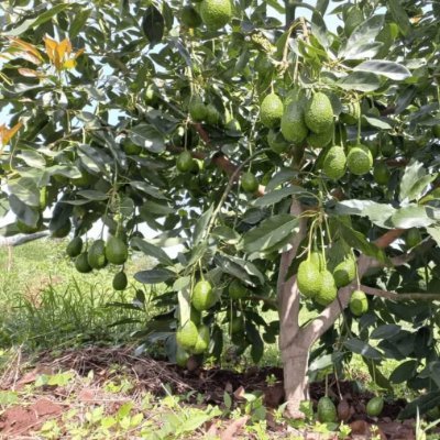 I Can't Love Anything Better...
Farming is my Pride