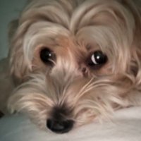 yosylar1 (@yosylar1b) 's Twitter Profile