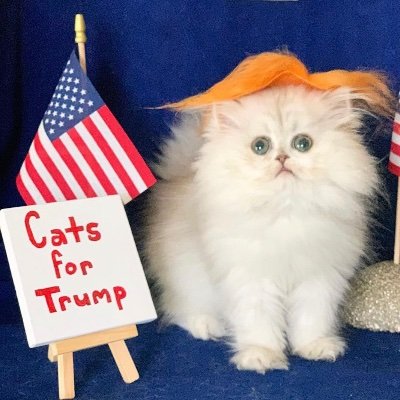 Hi I'm Angie and I own Shensilvers Cattery. I raise Shaded Silver Persians in a loving home environment. Kittens are In the Scotties tissue commercial!