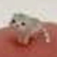 Low Quality Cat (@lowqltcat) 's Twitter Profile
