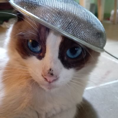 xXGIEZUKYXx's profile picture. ¡Twitter!