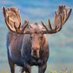 Moose (@moose_antler) Twitter profile photo Moose (@moose_antler) Twitter profile photo
