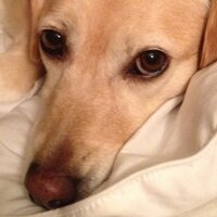 Hally Soboleske (@hally_s) 's Twitter Profile