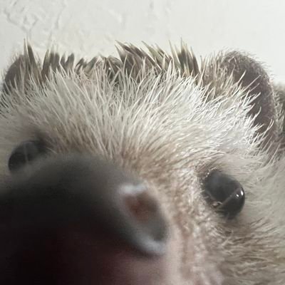 hedgehoggcommie's profile picture. marxist-leninist and hedgehog enthusiast