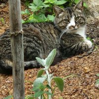 Buddy the cat (@buddythecatx) 's Twitter Profile