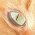 Ann Van Scott (@annemilie555) Twitter profile photo Ann Van Scott (@annemilie555) Twitter profile photo